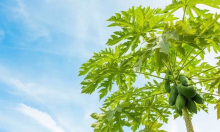Khasiat Daun Papaya Yang Miliki Ragam Manfaat Untuk Tubuh Loh