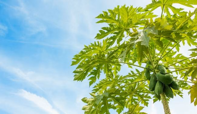 Khasiat Daun Papaya Yang Miliki Ragam Manfaat Untuk Tubuh Loh