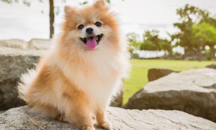 5 Jenis Anjing Lucu Dan Menggemaskan Cocok Untuk Di Pelihara