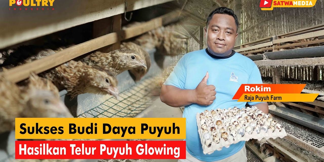 Bisnis Telur Puyuh Bisa Jadi Alternatif Penghasil Rezeki Untukmu
