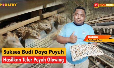 Bisnis Telur Puyuh Bisa Jadi Alternatif Penghasil Rezeki Untukmu