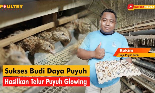Bisnis Telur Puyuh Bisa Jadi Alternatif Penghasil Rezeki Untukmu