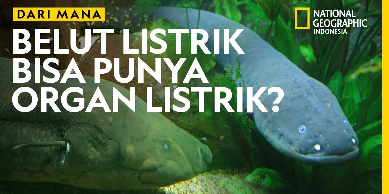 Cara Berkembang Biak Belut Listrik Yang Sangat Unik Dan Aneh