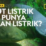 Cara Berkembang Biak Belut Listrik Yang Sangat Unik Dan Aneh