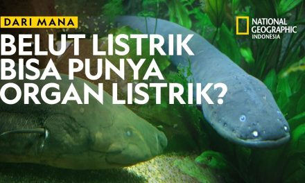 Cara Berkembang Biak Belut Listrik Yang Sangat Unik Dan Aneh