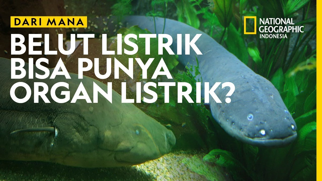 Cara Berkembang