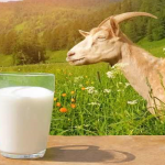 Manfaat Susu Kambing Untuk Kesehatan Apa Saja?