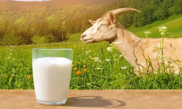 Manfaat Susu Kambing Untuk Kesehatan Apa Saja?